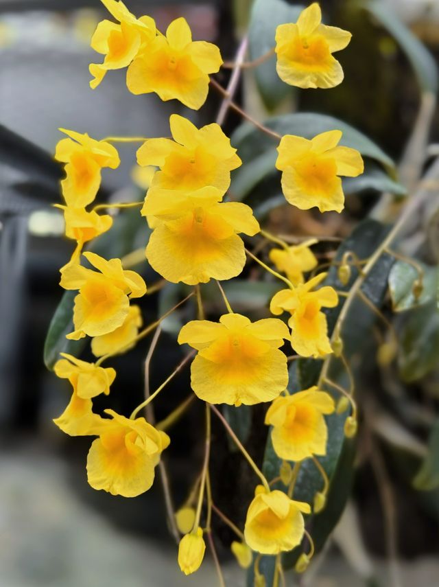小石川植物園探秘｜未綻放，邂逅東京隱秘花園