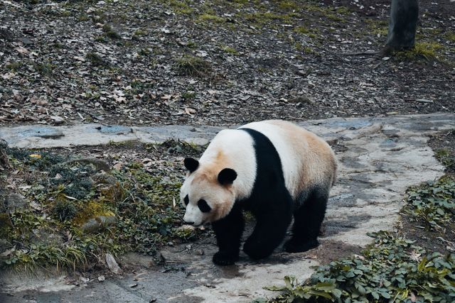 一個可以近距離看熊貓的地方，照片很不錯