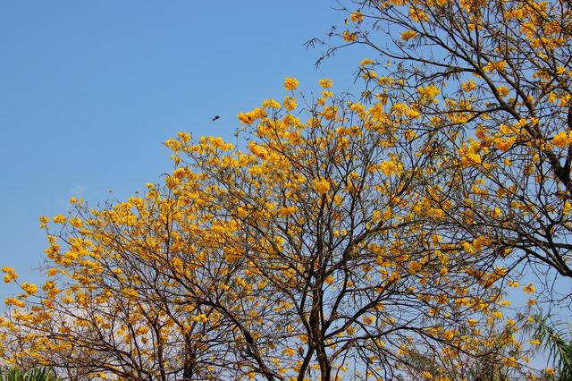 春天的開遠鳳凰生態公園