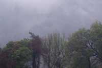 雨中上山探西湖茶園