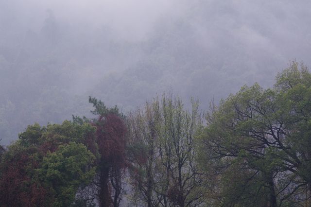 雨中上山探西湖茶園