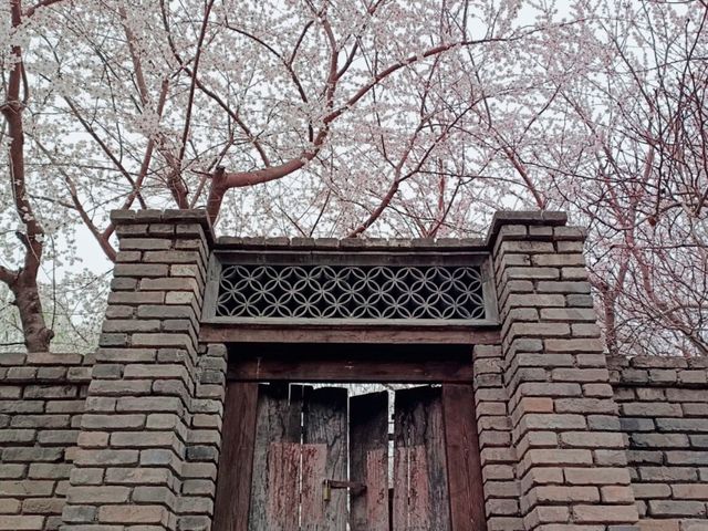 Cherry Blossom in Beijing Hutong: A Spring Final Call