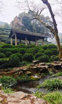 煙花三月下江南，杭州春日漫遊 |  邂逅西湖茶園嘅綠野仙蹤