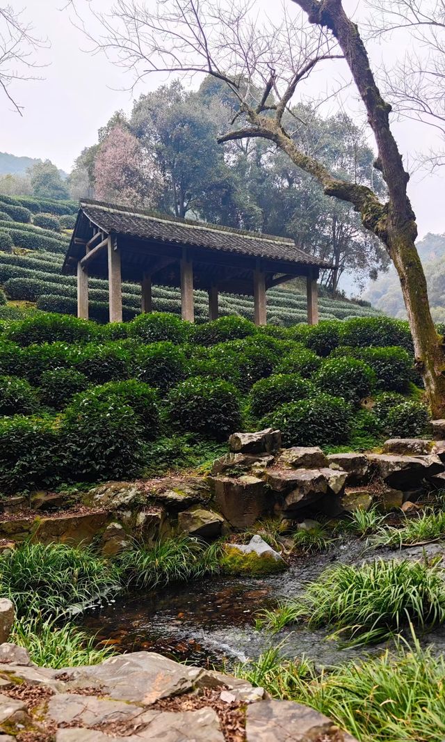 煙花三月下江南，杭州春日漫遊 |  邂逅西湖茶園嘅綠野仙蹤