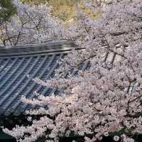 濟州島賞櫻花，🌸這棵樹贏麻了！！！！