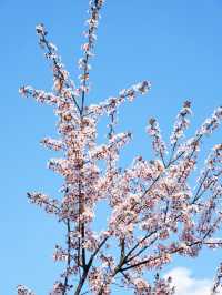 墜入花海！這個免費公園的含金量持續上升