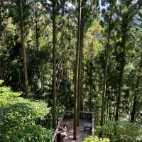 🇯🇵｜福岡❶小眾秘境㊙️隱藏在深山裡的森林☕️