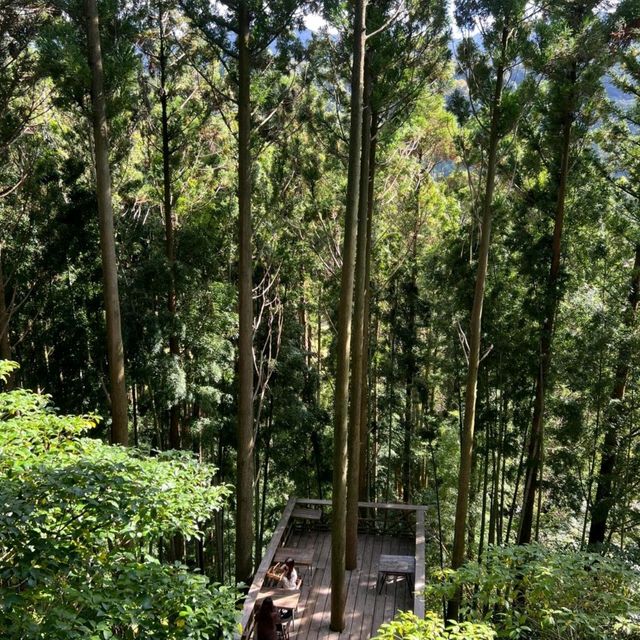 🇯🇵｜福岡❶小眾秘境㊙️隱藏在深山裡的森林☕️