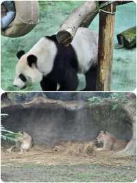 台北動物園超全遊玩攻略來啦！