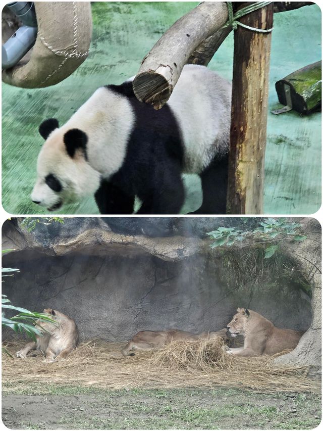 台北動物園超全遊玩攻略來啦！