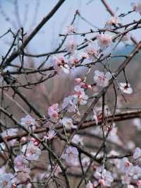 杭州 | 瑤山遺址公園賞桃花遊玩攻略