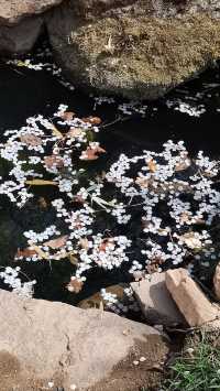 青島櫻花節賞花攻略：春日青島，粉白晚霞的童話世界。