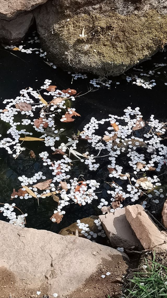 青島櫻花節賞花攻略：春日青島，粉白晚霞的童話世界。