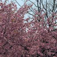 3.26京都櫻花🌸即時直擊