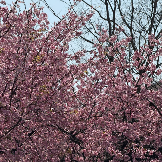 3.26京都櫻花🌸即時直擊
