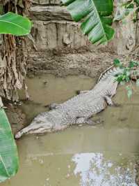 清邁夜間動物園丨遛娃好去處 動物愛好者友好 快去快去
