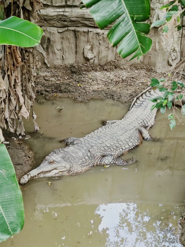 清邁夜間動物園丨遛娃好去處 動物愛好者友好 快去快去