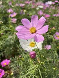 廣州春季賞花攝影點合集（賞花踏青啦）