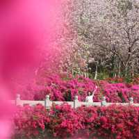被低估的4A景區！廣州蓮花山旅遊區美到出圈 