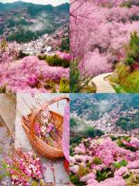 本以為是漁村，結果被漫山梅花驚艷到！