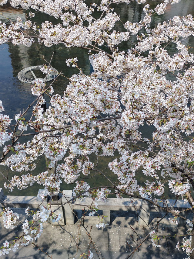 貴陽限定🌸 市區路邊藏著的浪漫櫻花海