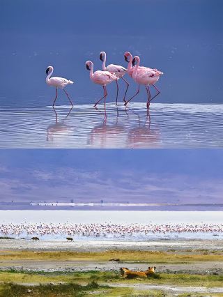 Tanzania 7-Day Tour is Now Available for the Upcoming Holiday