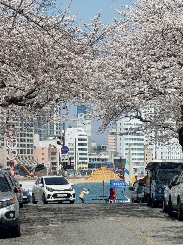 📍 濟州島櫻花 | 韓系浪漫賞櫻勝地