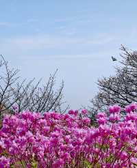 大連大黑山杜鵑花海超詳細遊玩攻略