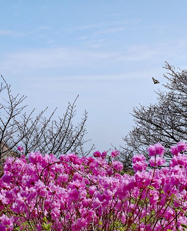 大連大黑山杜鵑花海超詳細遊玩攻略