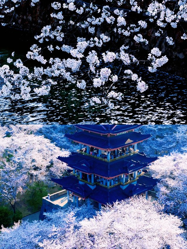 當夜幕降臨…才知道黿頭渚的櫻花有多浪漫