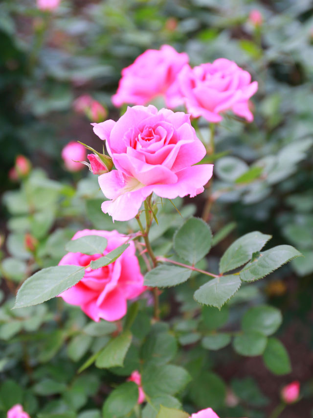欽州月季花