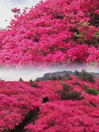 龜峰山杜鵑花海幾時開？最佳觀賞期係幾月？