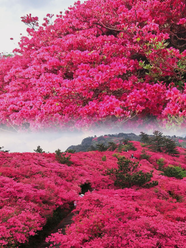 龜峰山杜鵑花海幾時開？最佳觀賞期係幾月？