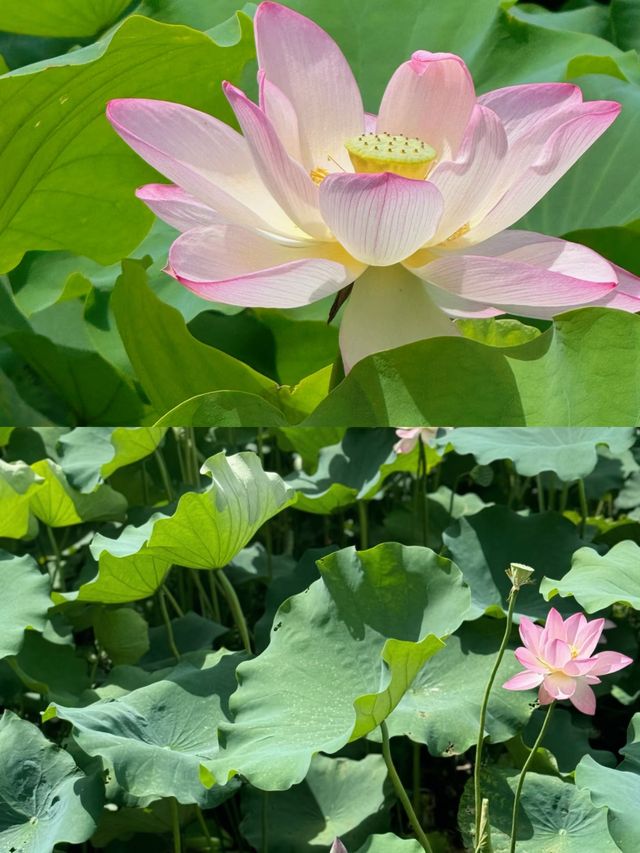 福建莆田綬溪公園，美到窒息！