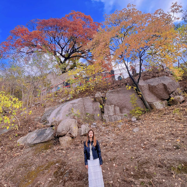 🍂 A Hidden Hike to a Majestic Tree