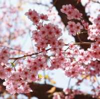 🌸釜山櫻花天花板！培花學校正門美到窒息！