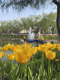 Luboyuan Nanjing: a mini Netherlands to see tulip 🌷