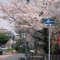 名古屋隱藏版賞櫻秘境！祐德稻荷神社太絕了！ 