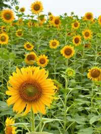 🌻蘇州灣體育公園 | 邂逅絕美向日葵花海