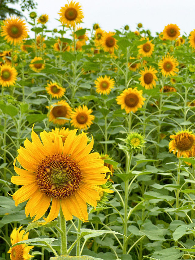 🌻蘇州灣體育公園 | 邂逅絕美向日葵花海