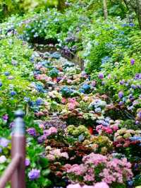 東京6月紫陽花聖地交通全攻略：奔赴限定藍紫色浪漫 