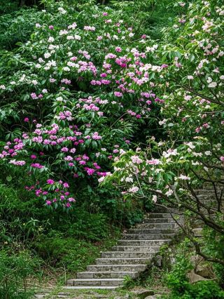 Just 3 hours from Chengdu! Chase monkeys in a fairy-tale world of waterfalls and azalea blooms
