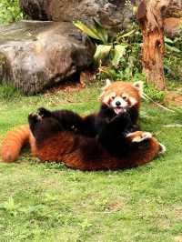 住進動物王國，睇國寶賞馬戲全攻略