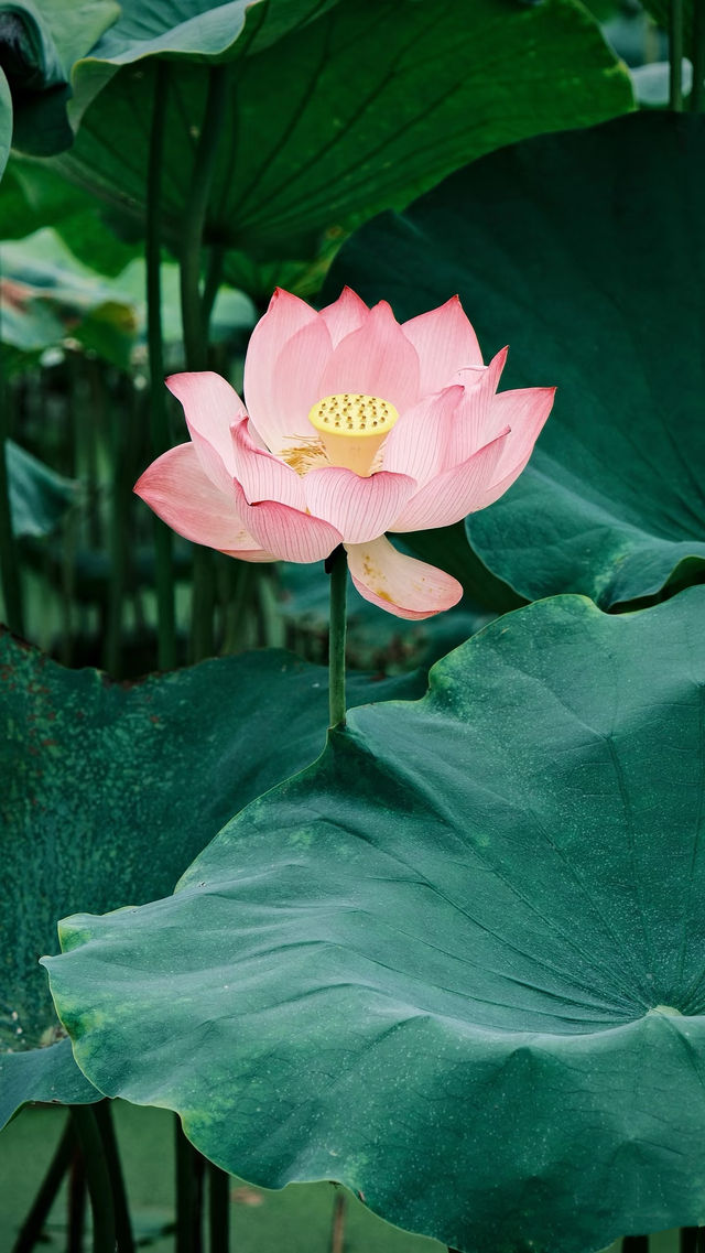 喺廈門，赴一場繁花之約 | 從錦江之星開始
