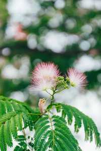 合歡花開| 這抹粉霧藏著初夏的浪漫
