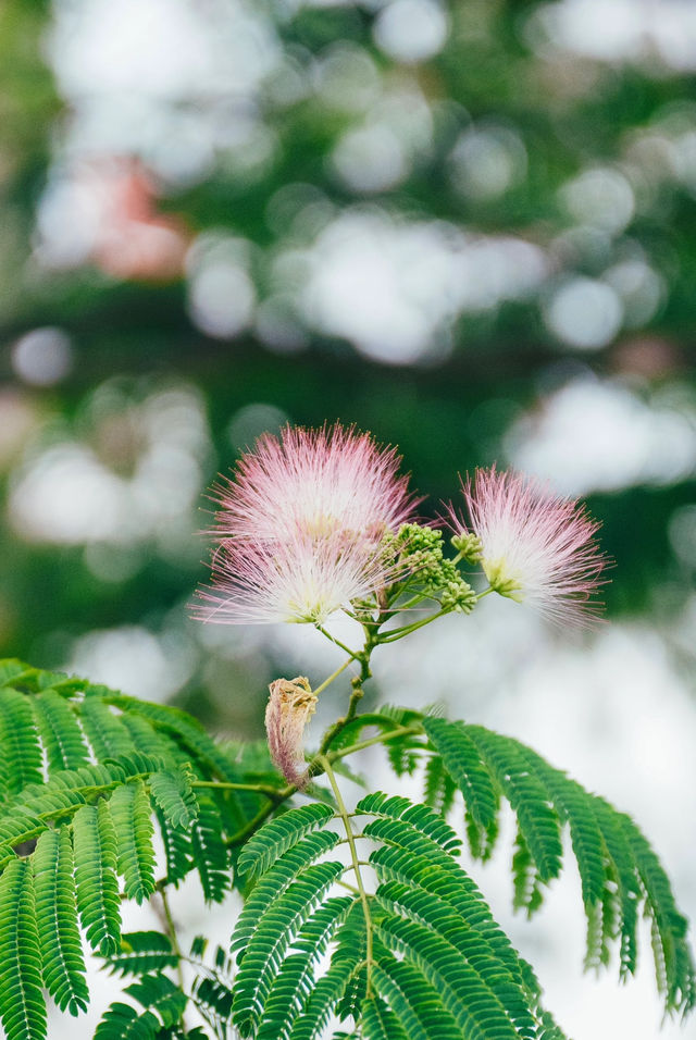 合歡花開| 這抹粉霧藏著初夏的浪漫