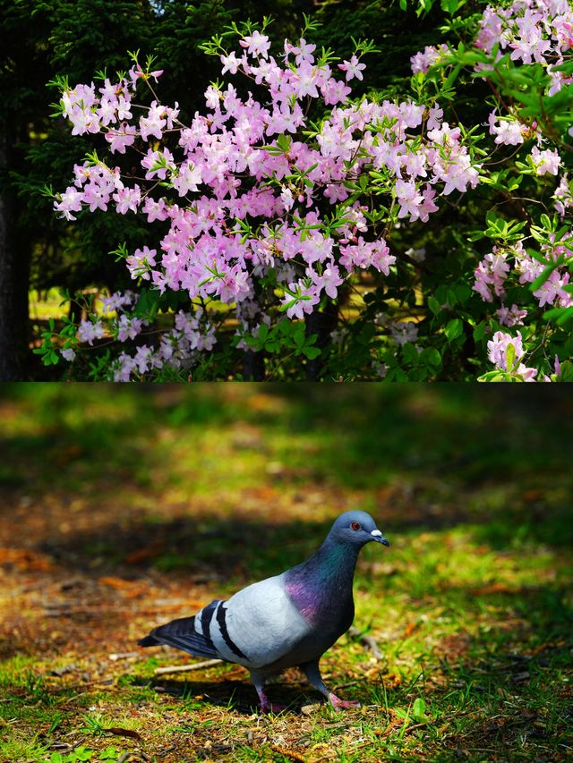 水鏡櫻魄：札幌中島公園朝暮行