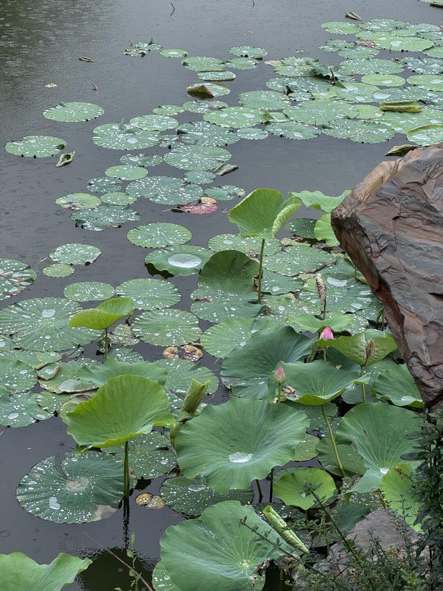 雨中漫步圓明園