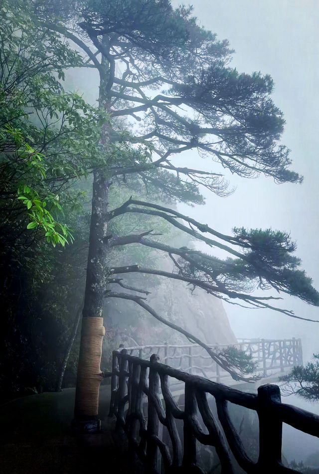 【三清山攻略｜雲海仙境速通指南！】