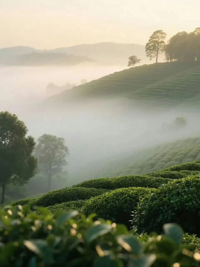 安溪漫遊指南 一葉茶香裡的千年傳奇